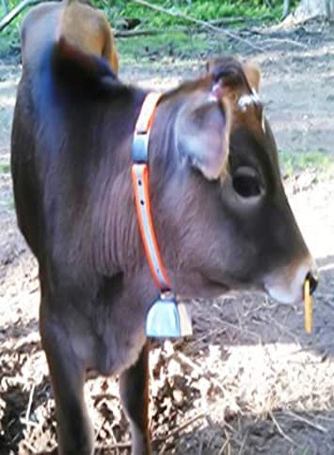 BLESSING PET SUPPLY Pack of 5 PCS Cow Reflective Neck Collar (Packs of 5 PCS) - Image 3